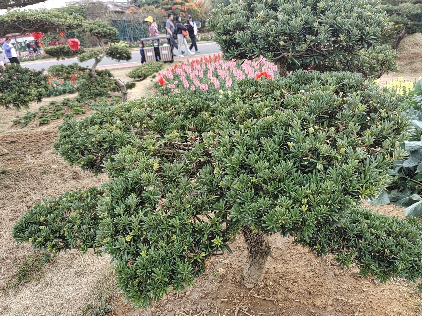 北部湾花卉公园旅行图片 2