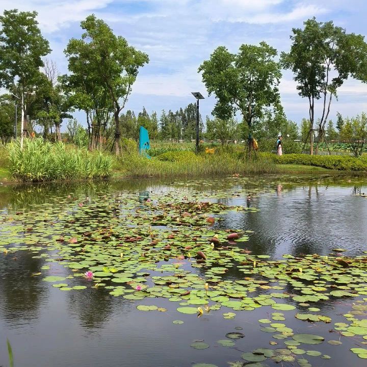 武汉杜公湖国家湿地公园旅行图片 1