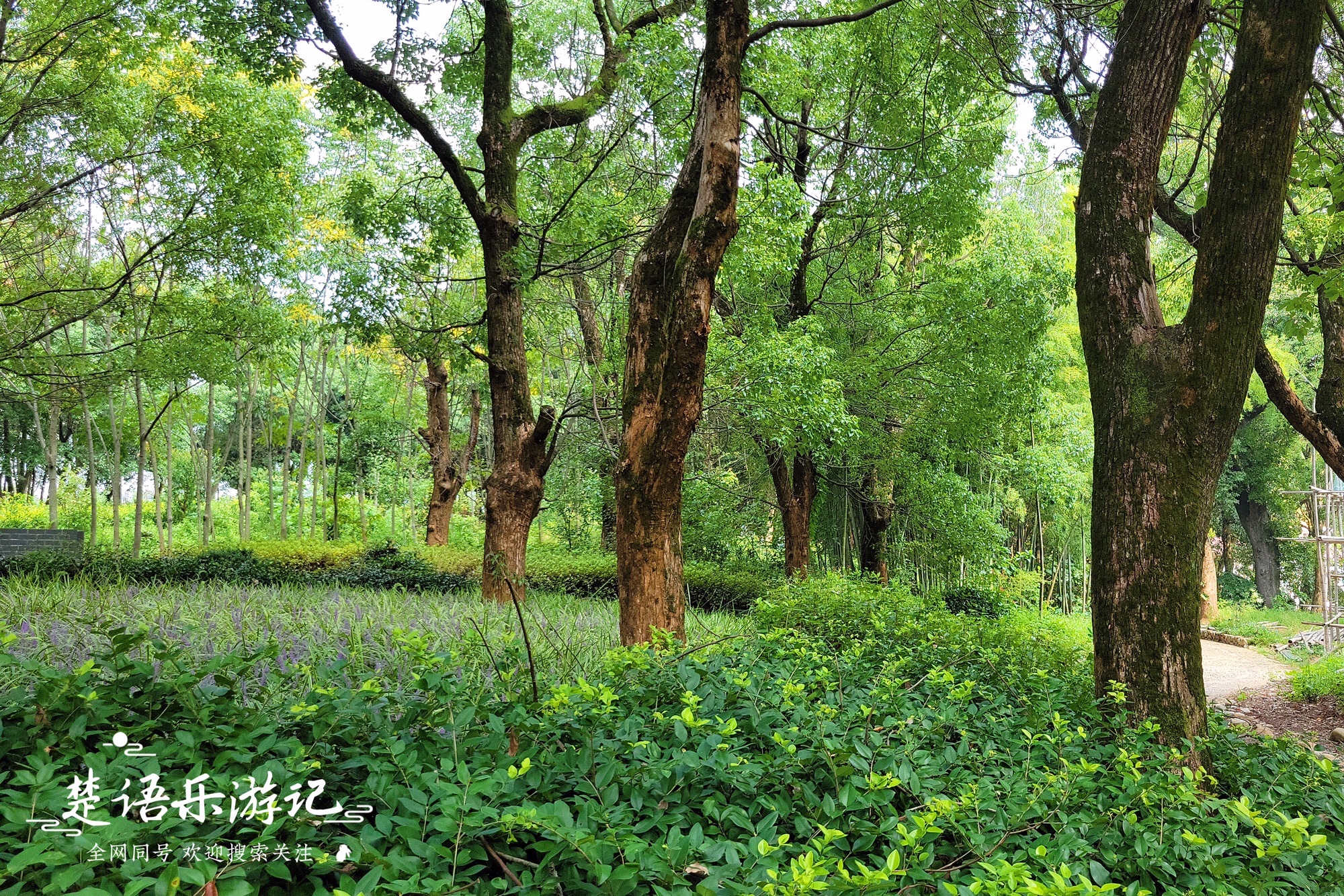 东郑村左岸花乡旅行图片 1