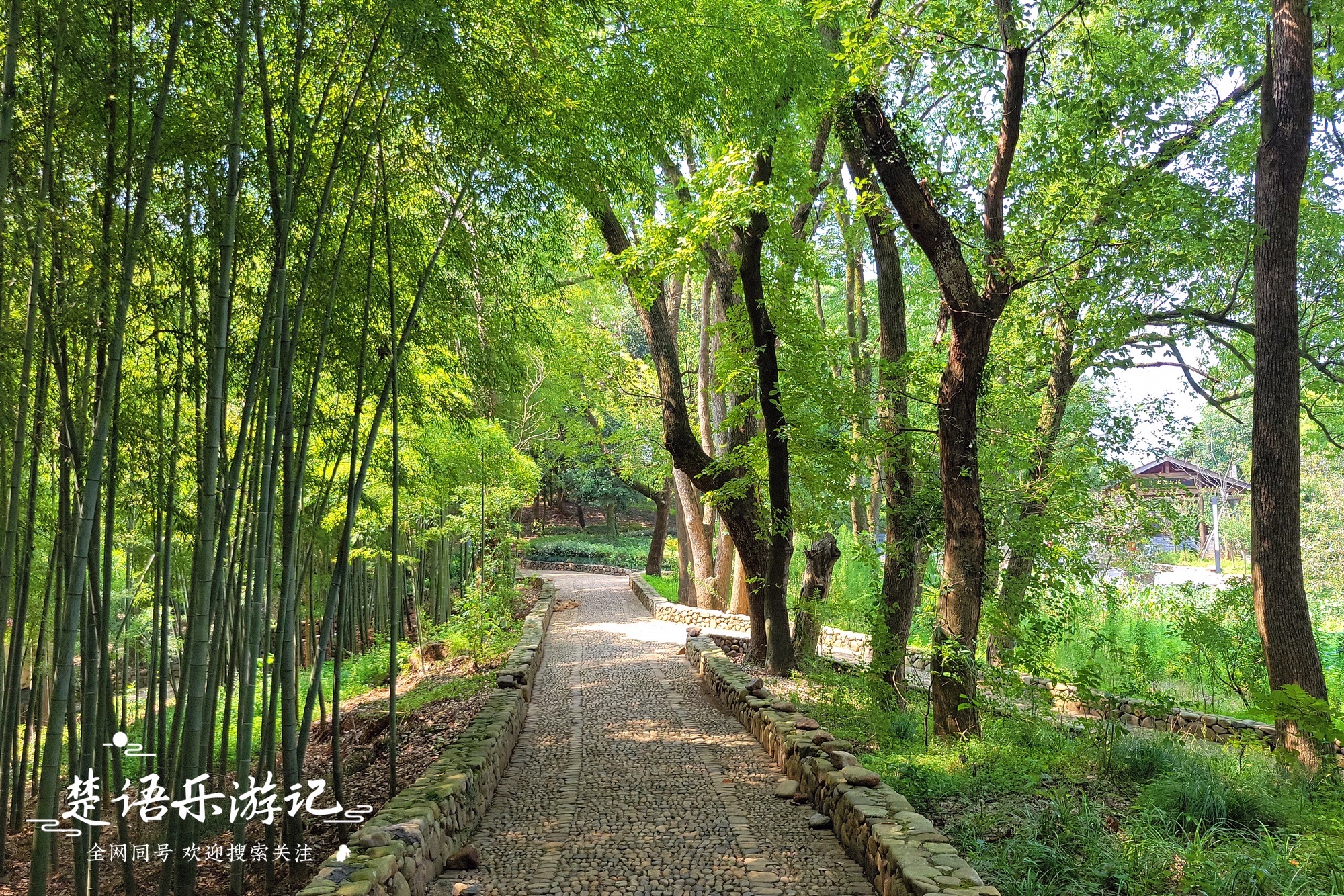东郑村左岸花乡旅行图片 3