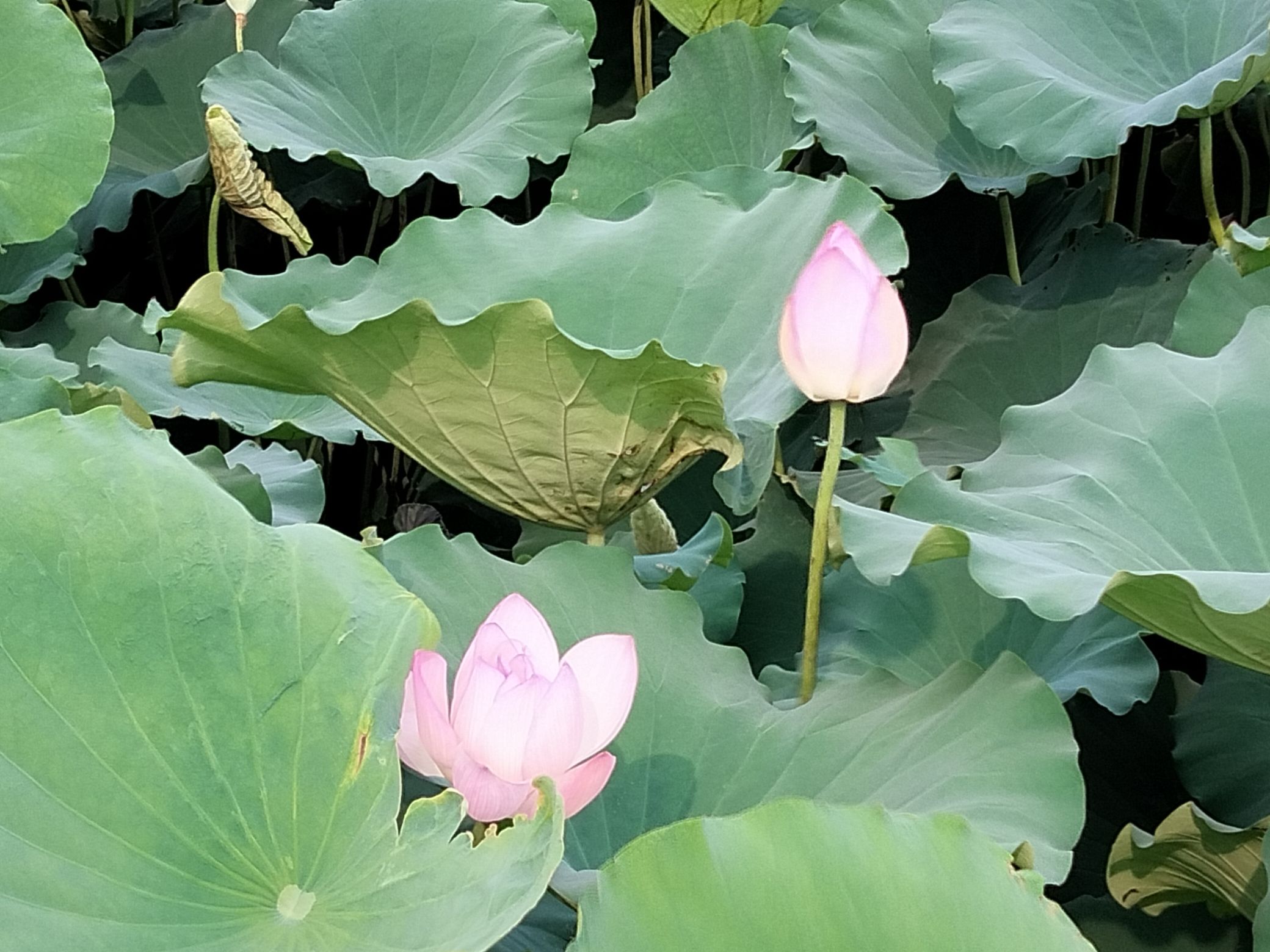 合水果子园湿地公园旅行图片 3