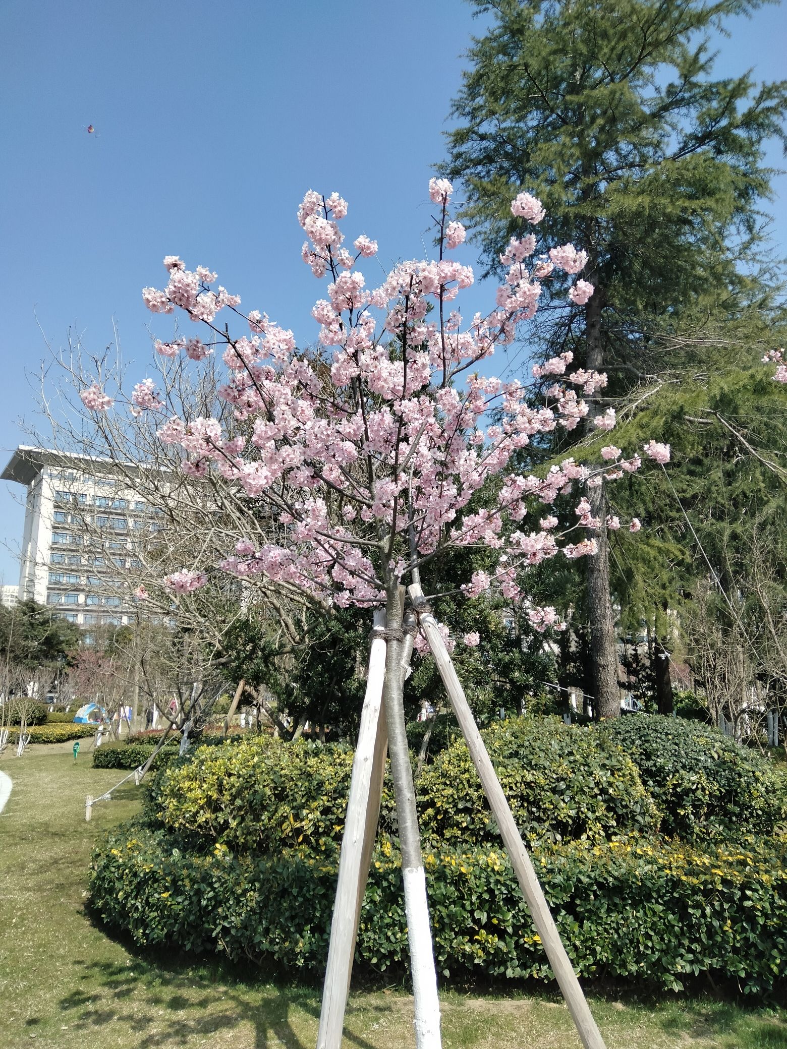樱花公园旅行图片 2