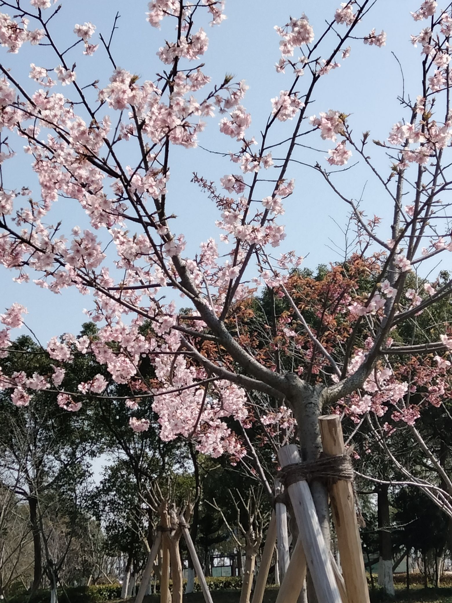 樱花公园旅行图片 1