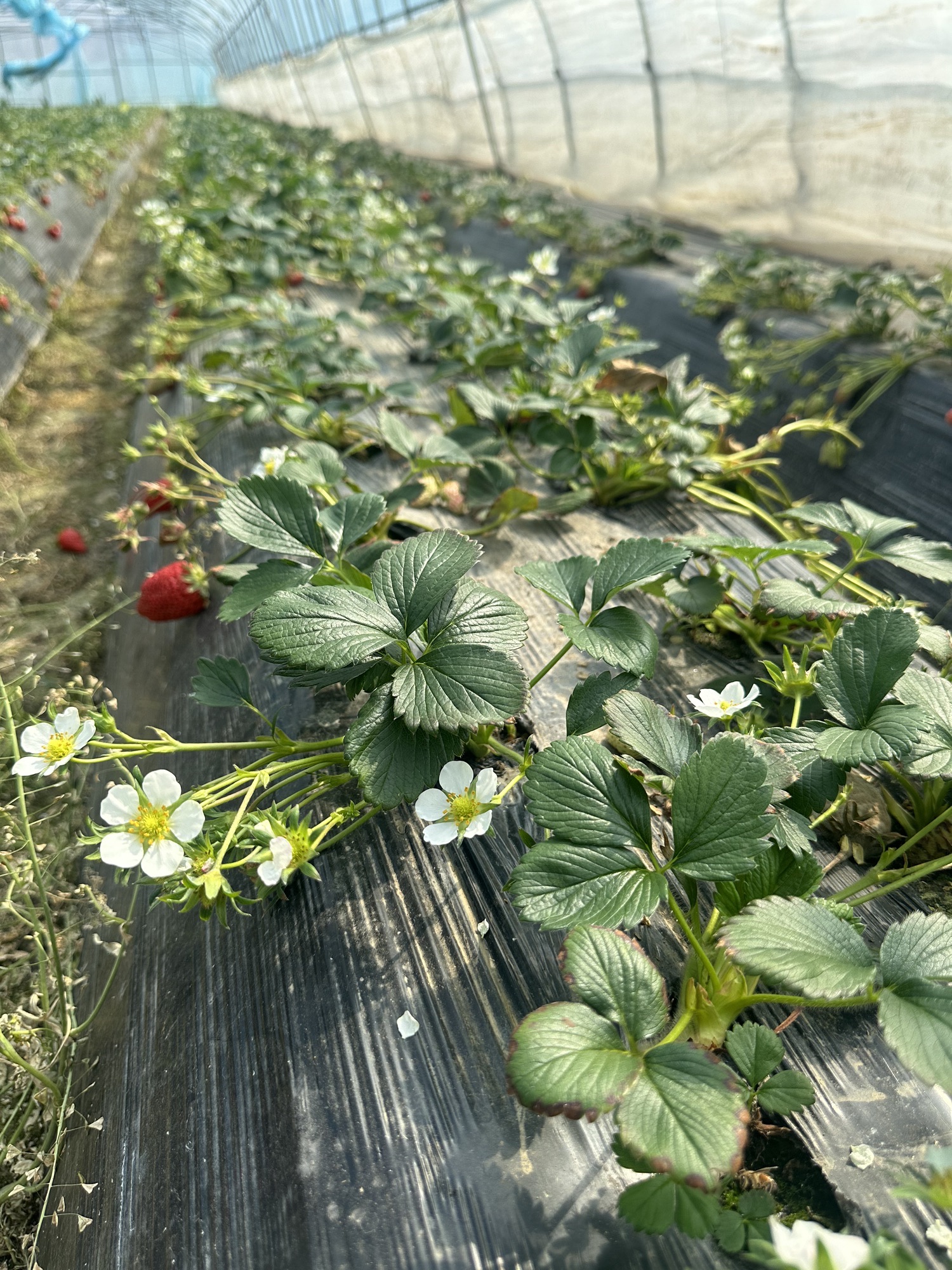 场地封面-丫丫草莓园二店