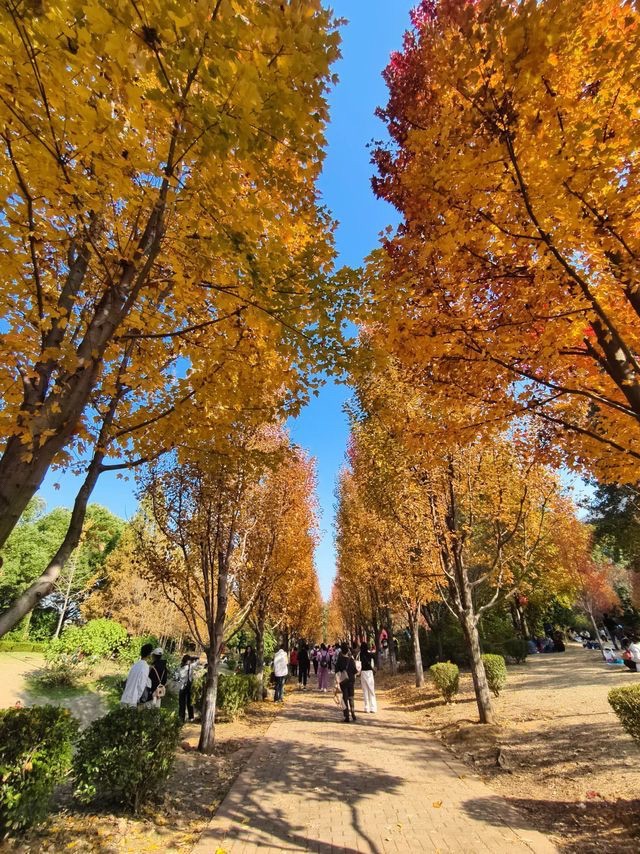 农大枫叶林旅行图片 1