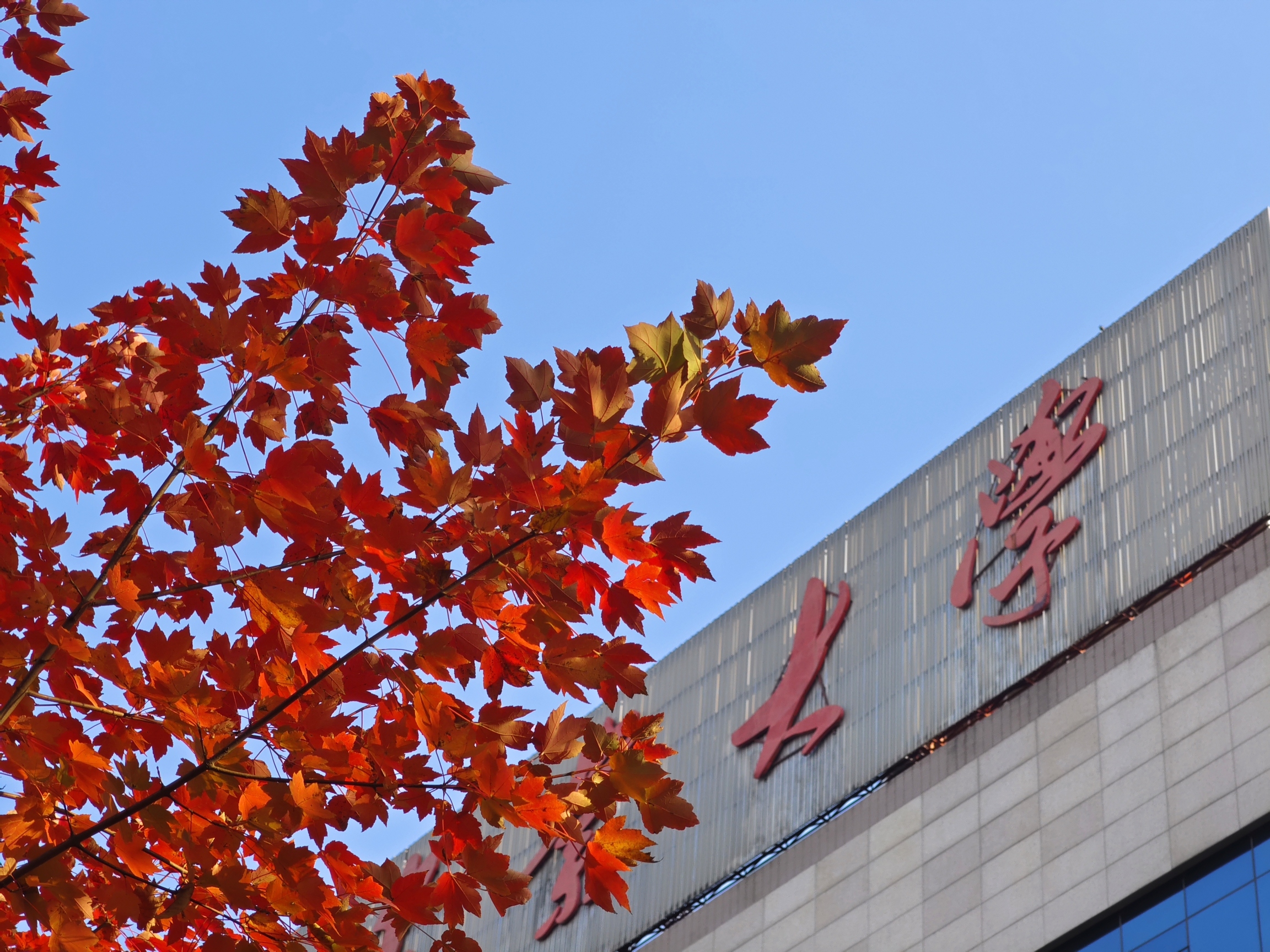 农大枫叶林旅行图片 2