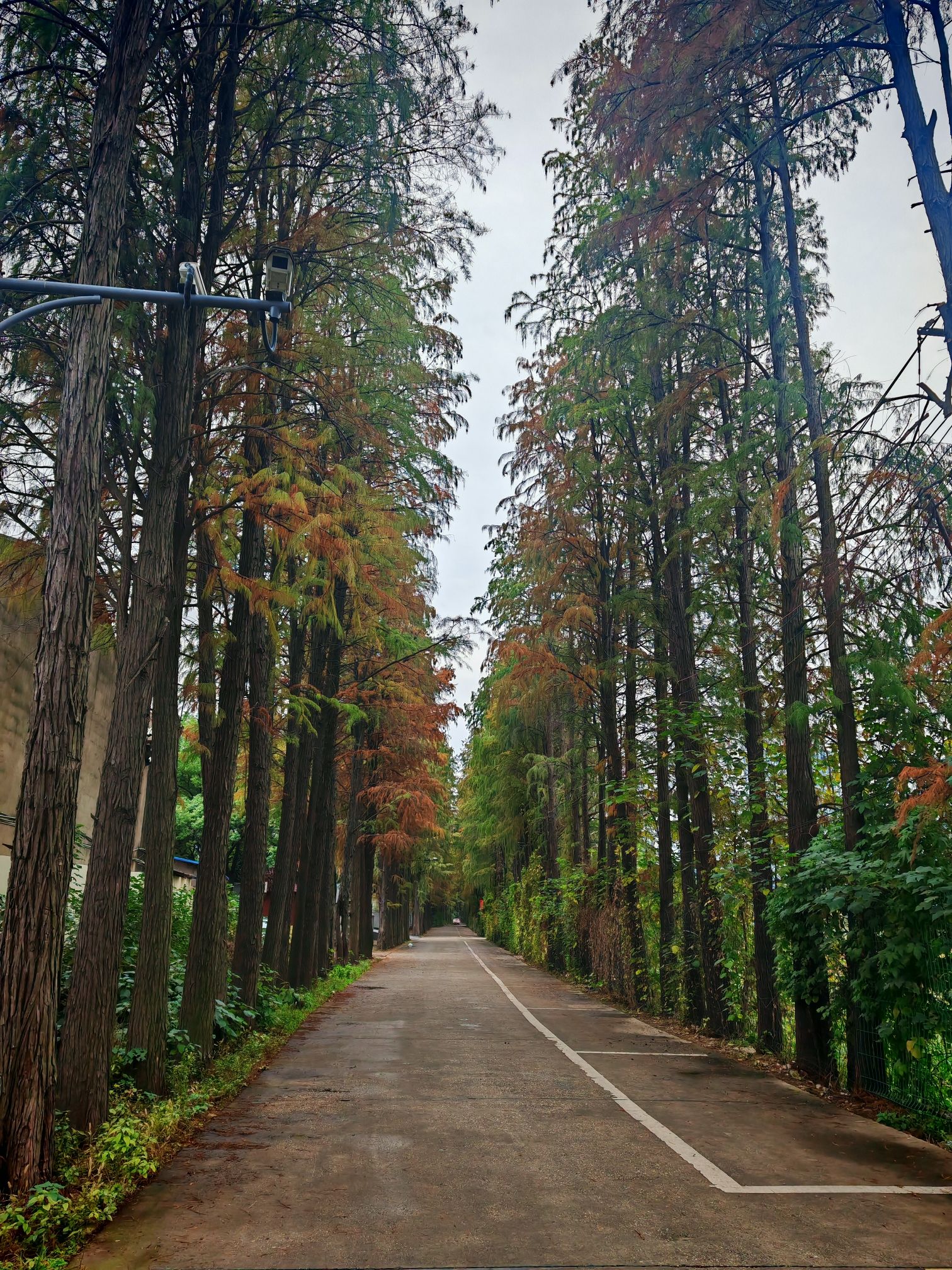农大枫叶林旅行图片 2