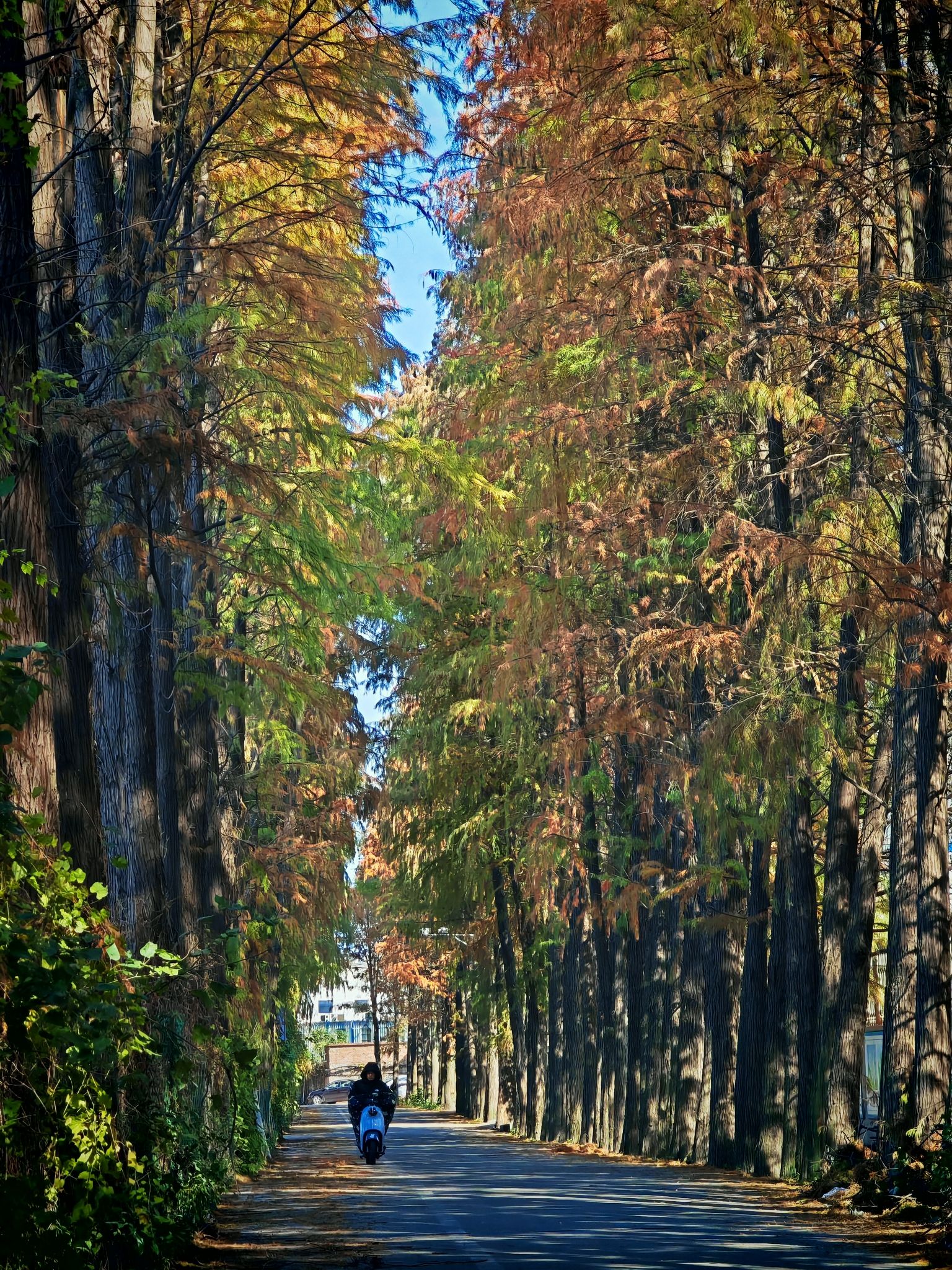 农大枫叶林旅行图片 1