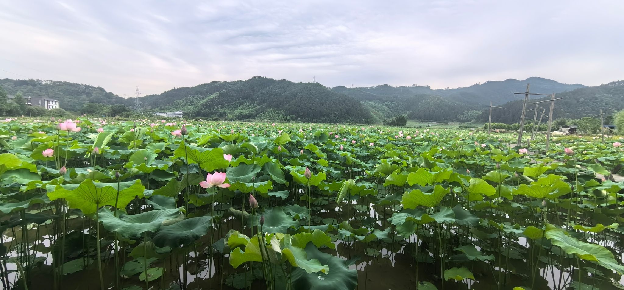 万亩荷塘旅行图片 1