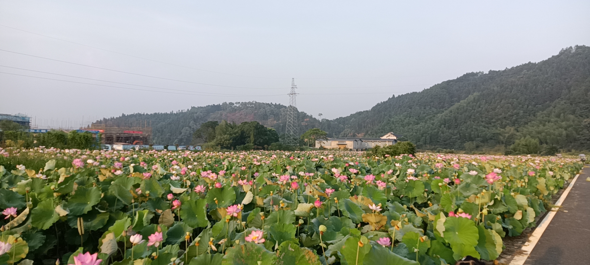 万亩荷塘旅行图片 2