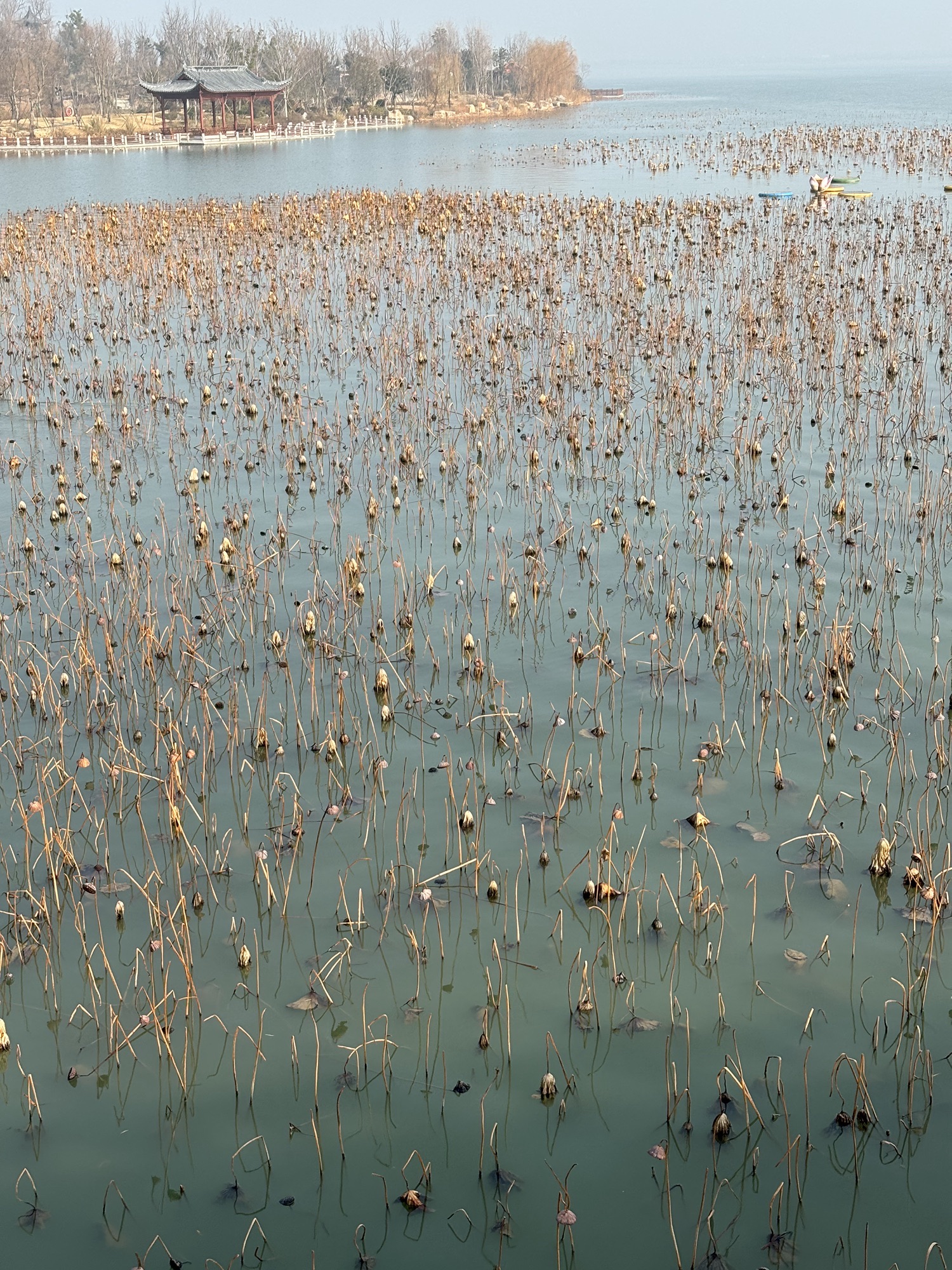 明湖公园旅行图片 3