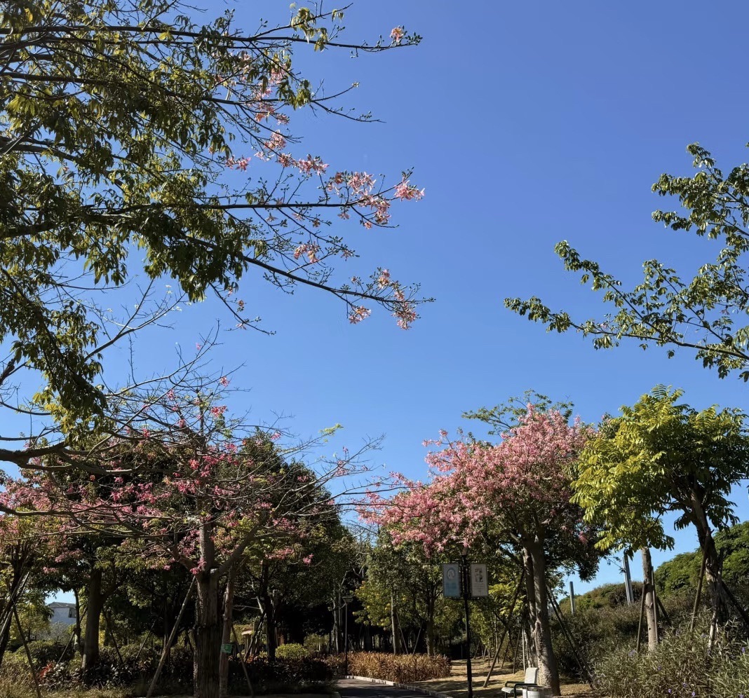 康养绿岸公园旅行图片 1