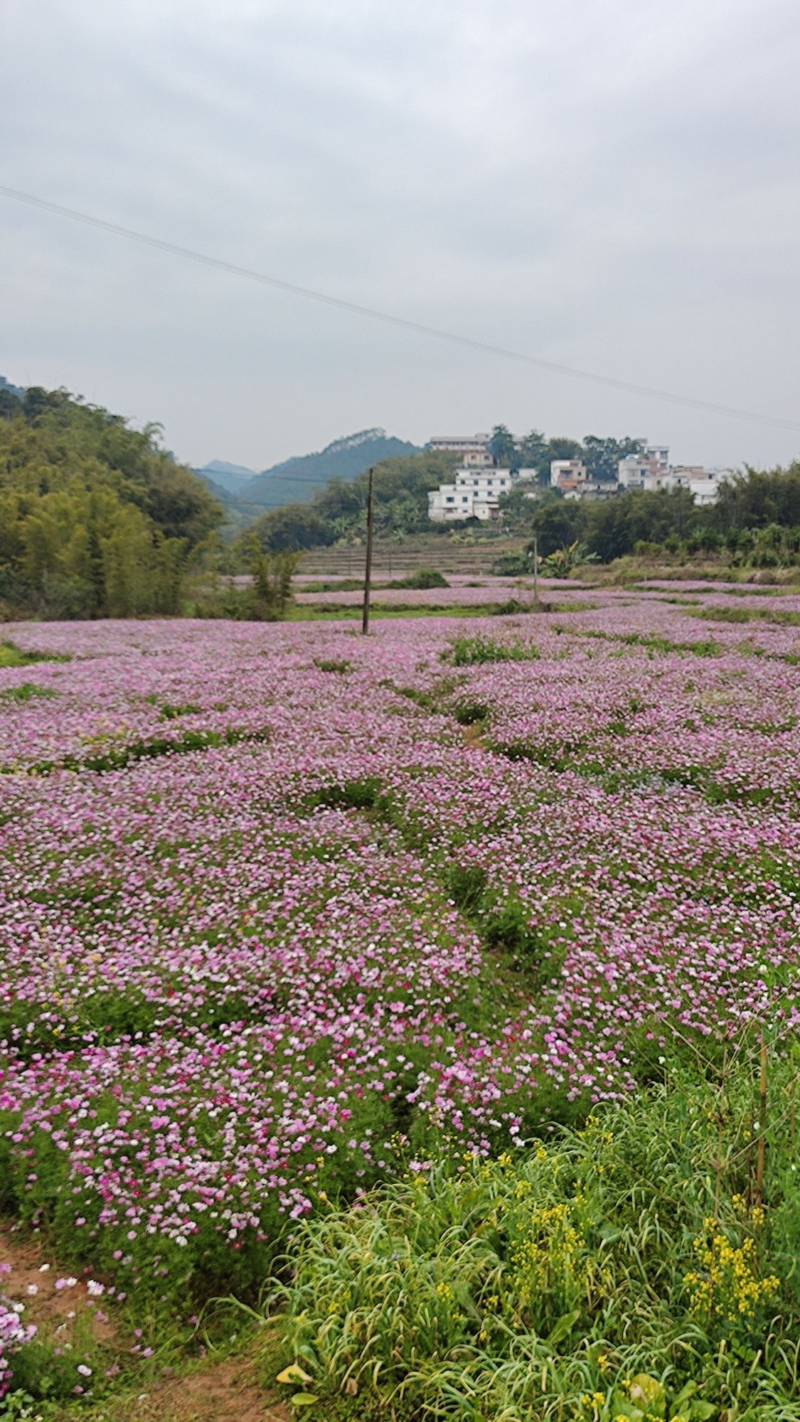 龙皇岛古码头公园旅行图片 2