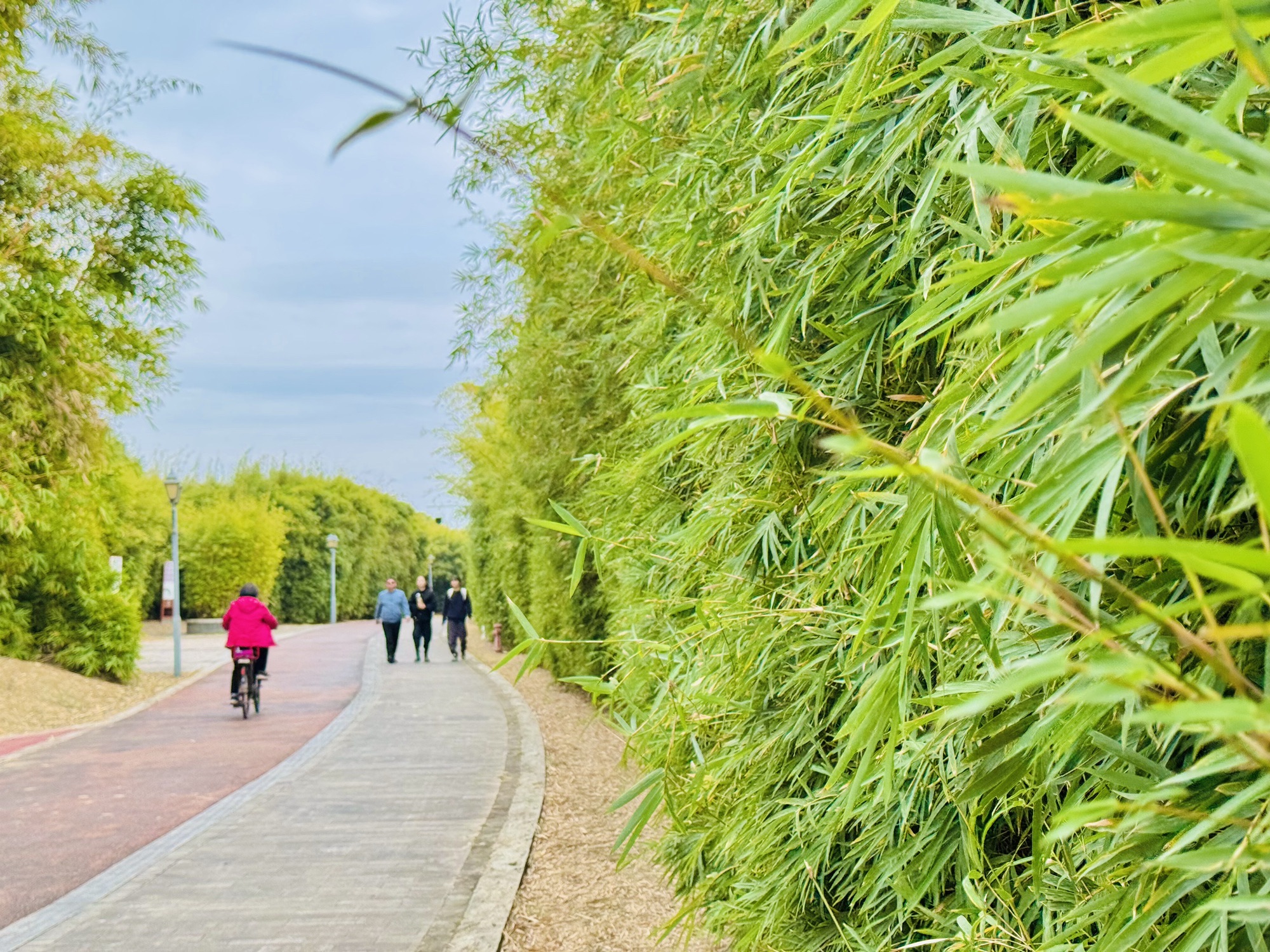 翠竹植物园旅行图片 2