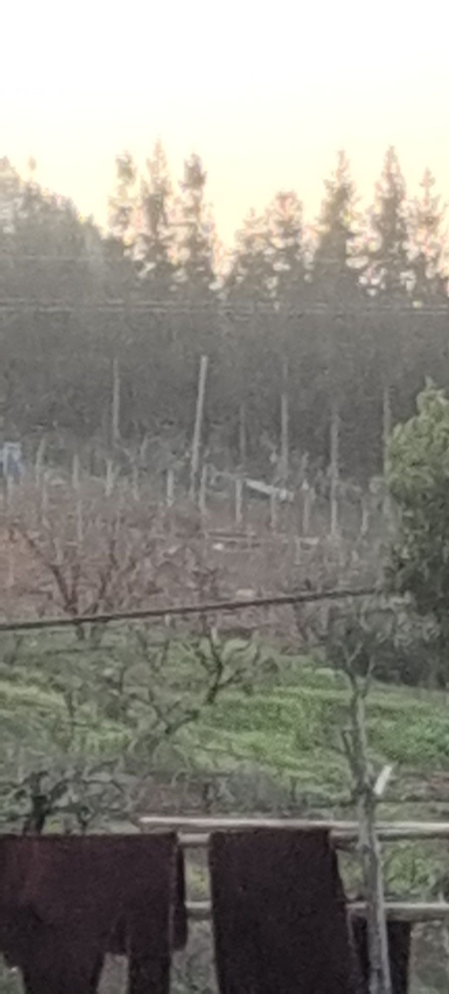 石狗坳旅行图片 2