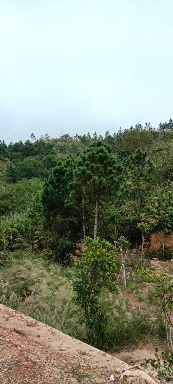 竹篙山森林公园旅行图片 1