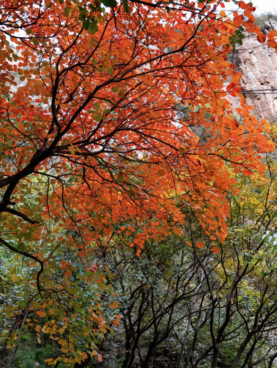 佛照山景区旅行图片 1