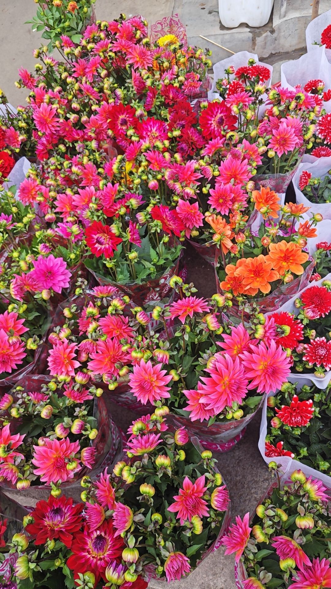 广州花卉博览园