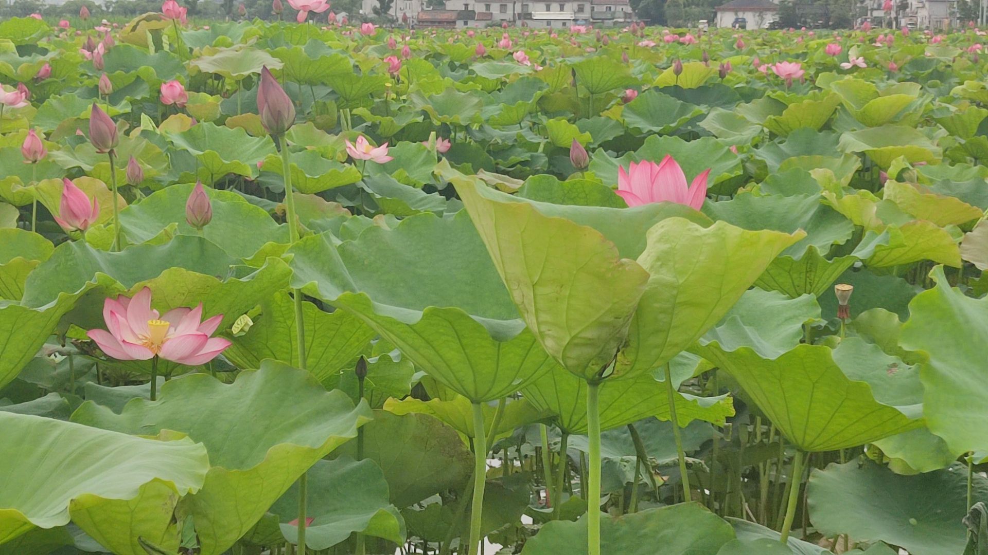 巴蜀文化村旅行图片 3
