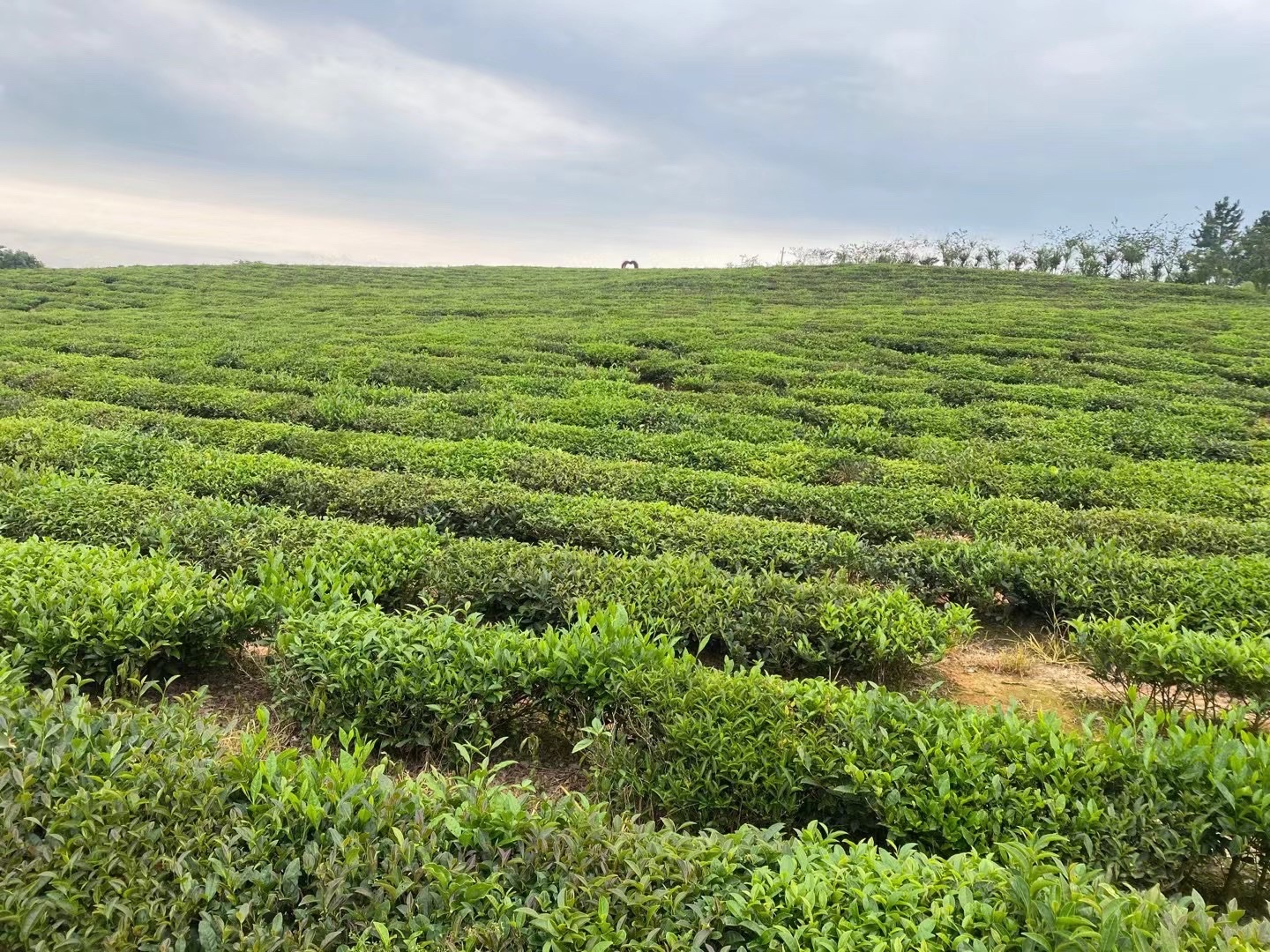 茶香小镇旅行图片 2