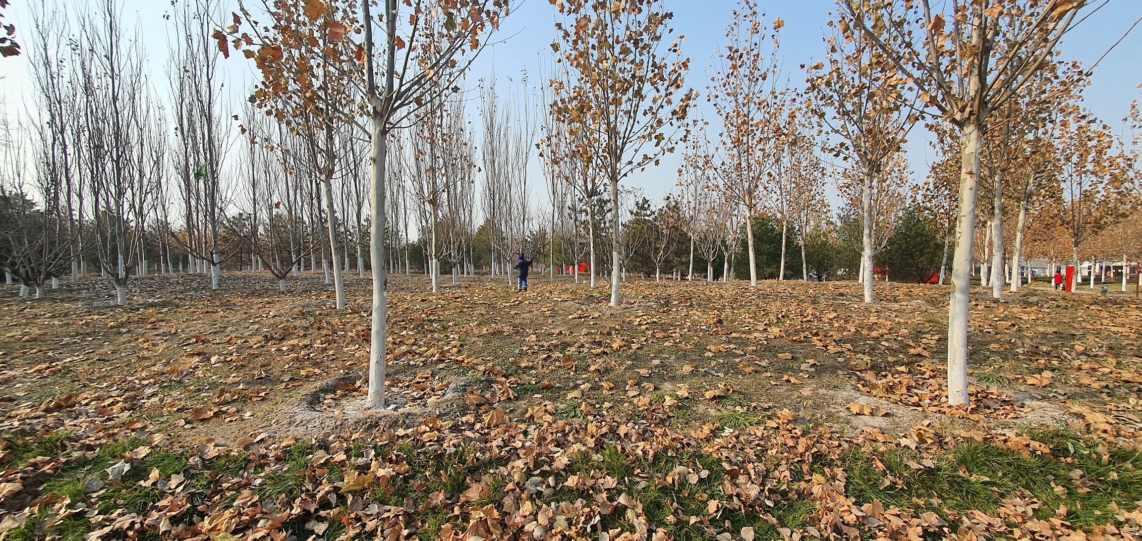 旧宫城市森林公园旅行图片 2