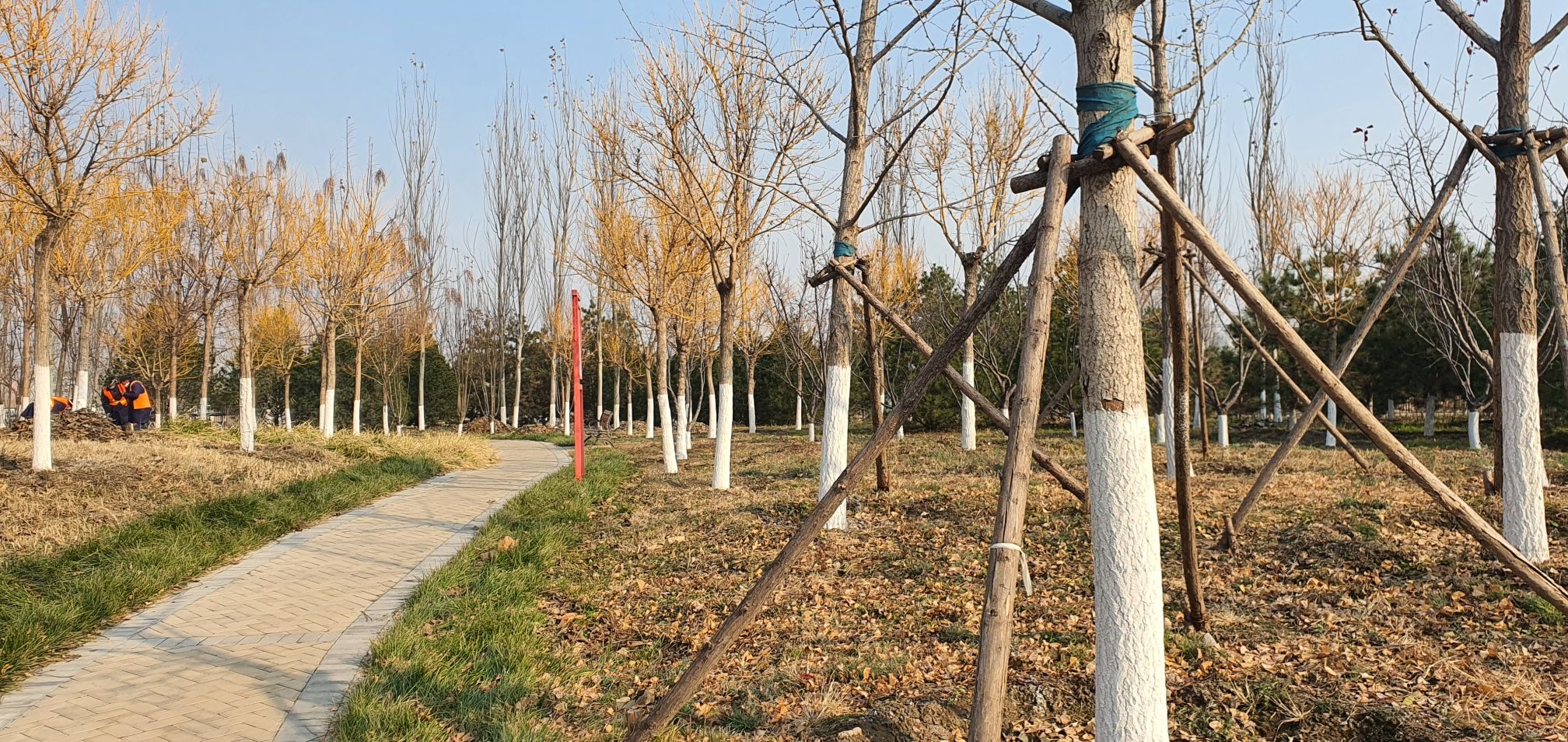 旧宫城市森林公园旅行图片 3