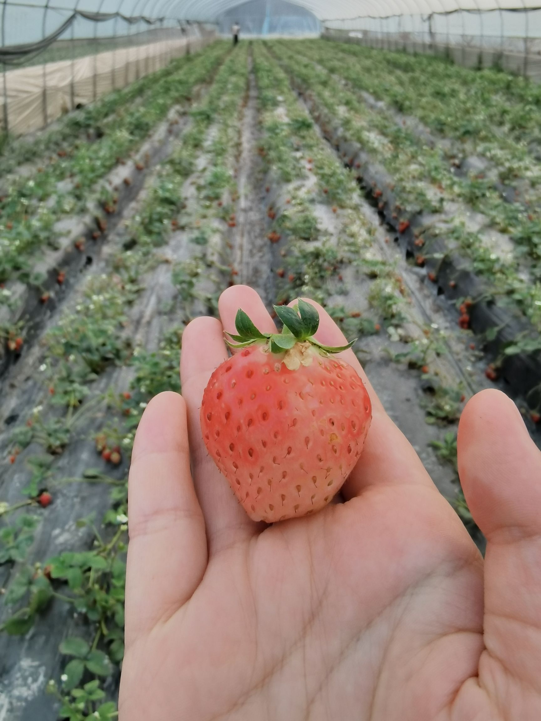 场地封面-双凤草莓