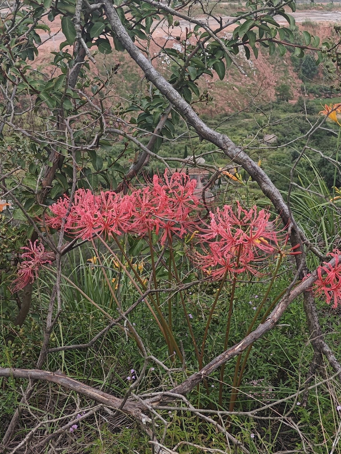 仙姑山风景区旅行图片 3
