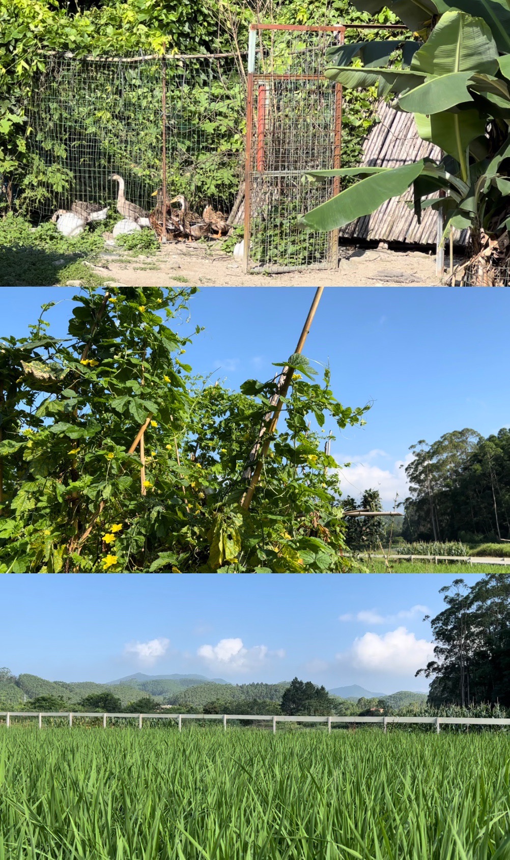叠水泉生态旅游度假区旅行图片 3