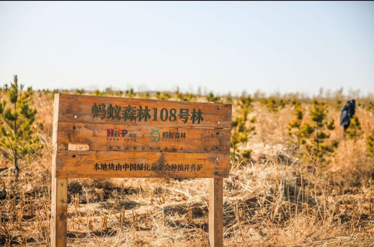 蚂蚁森林108号林·樟子松旅行图片 1