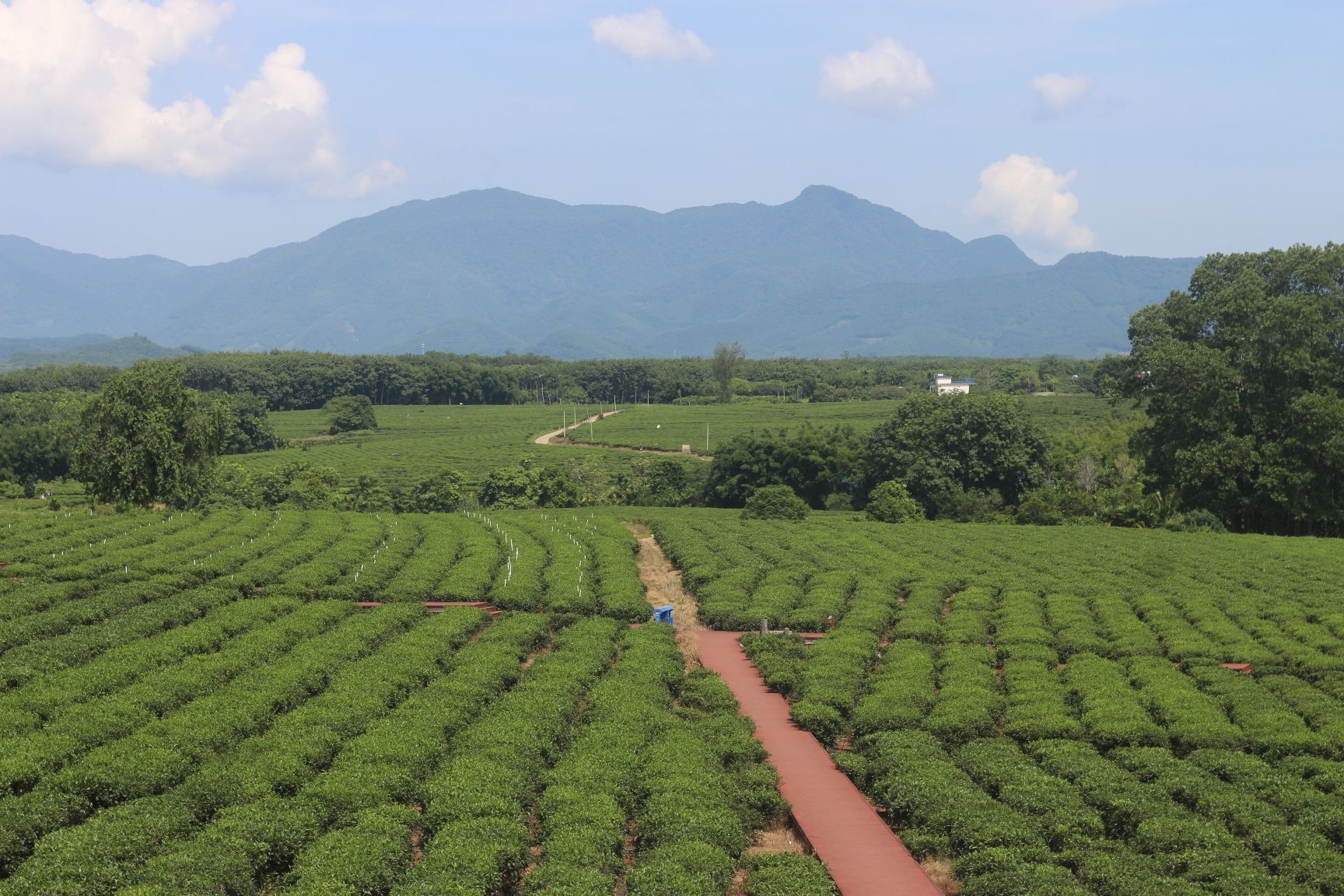 白沙原生态茶园小镇