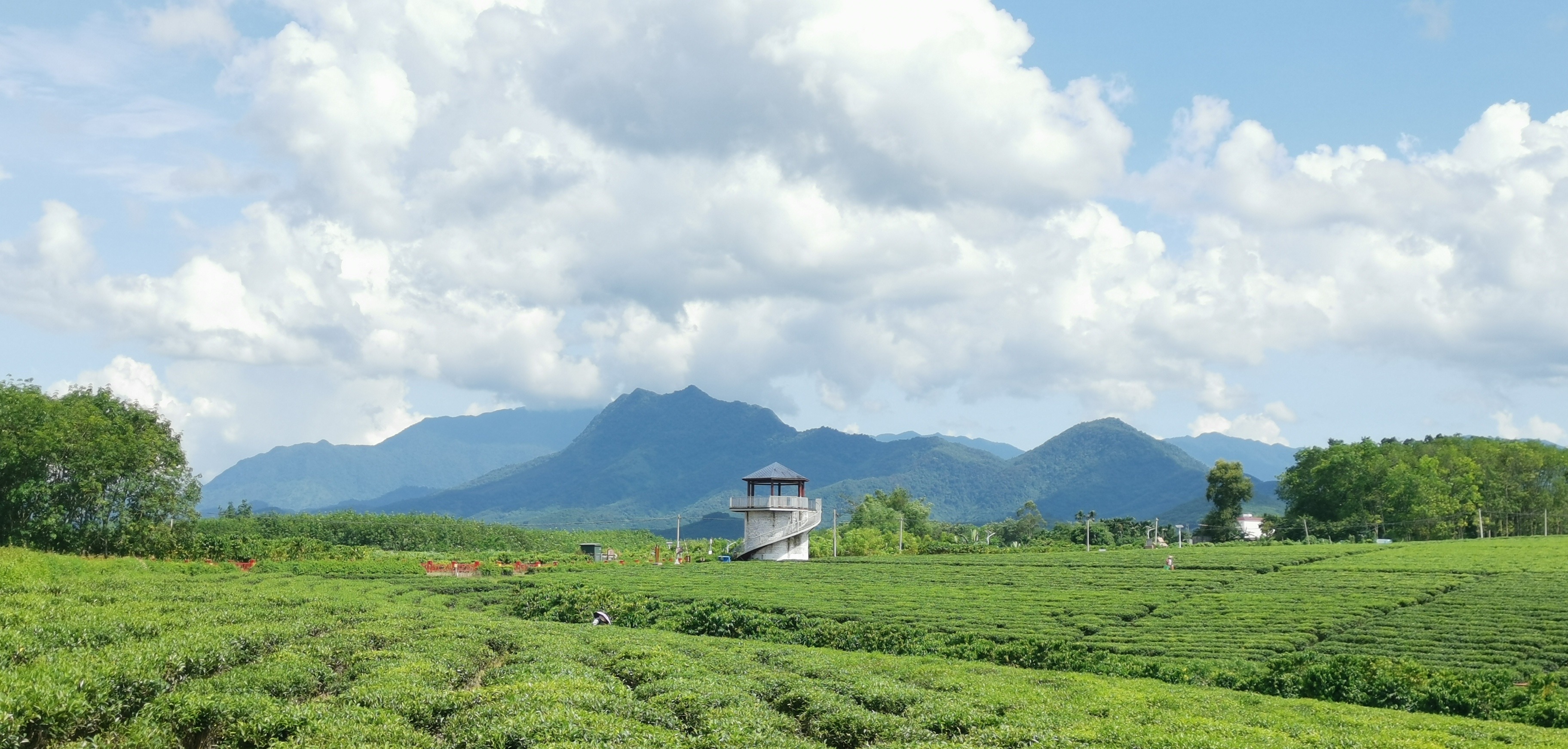 白沙原生态茶园小镇