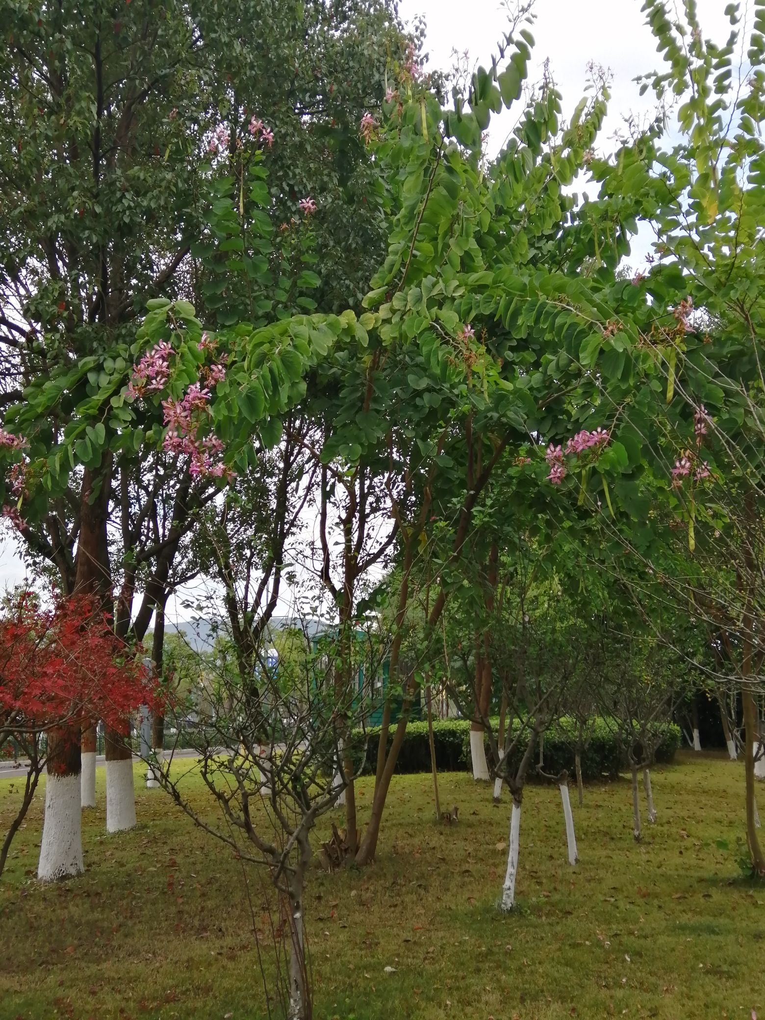 东塘河生态公园旅行图片 2