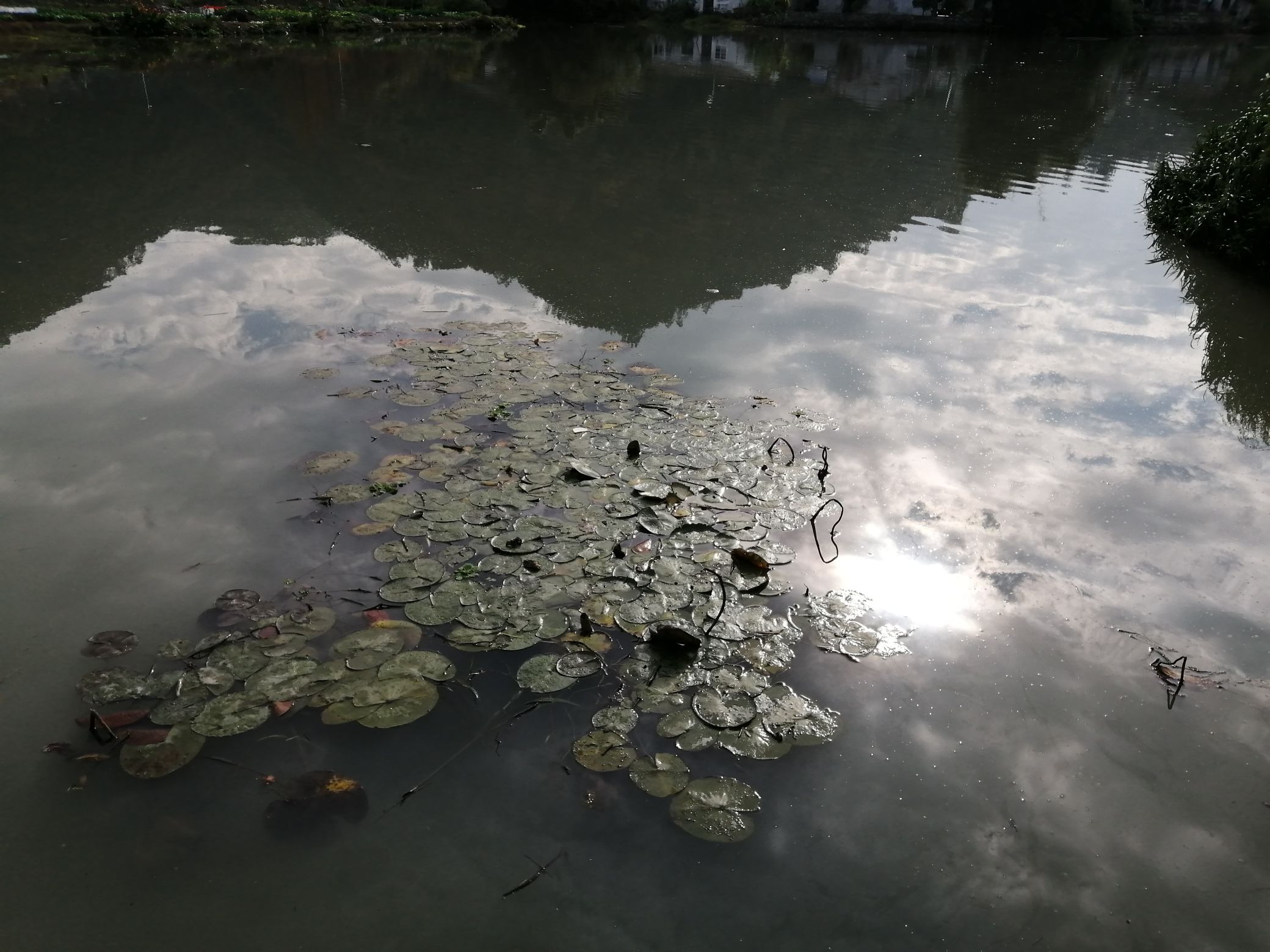 东塘河生态公园旅行图片 3