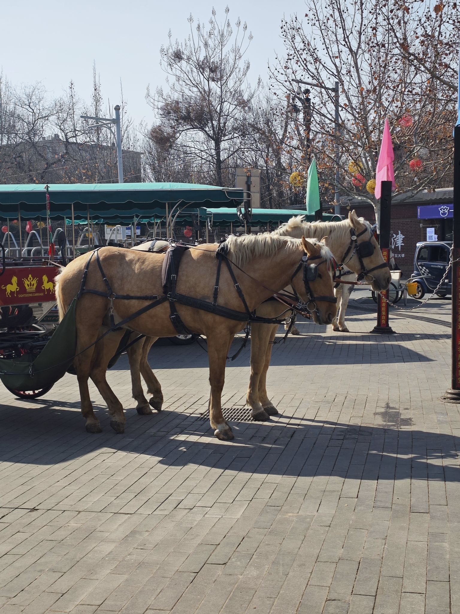 中央公园旅行图片 3