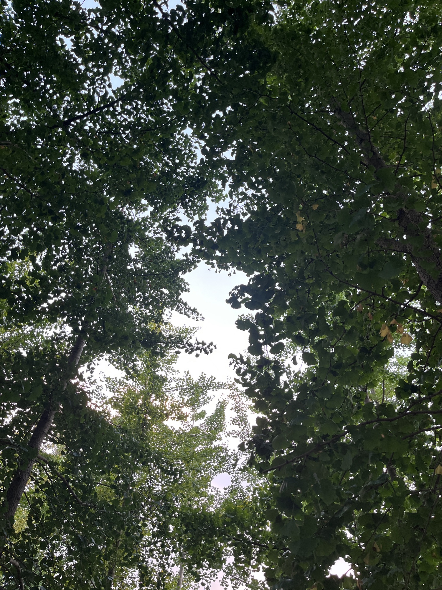玉皇山景区旅行图片 1