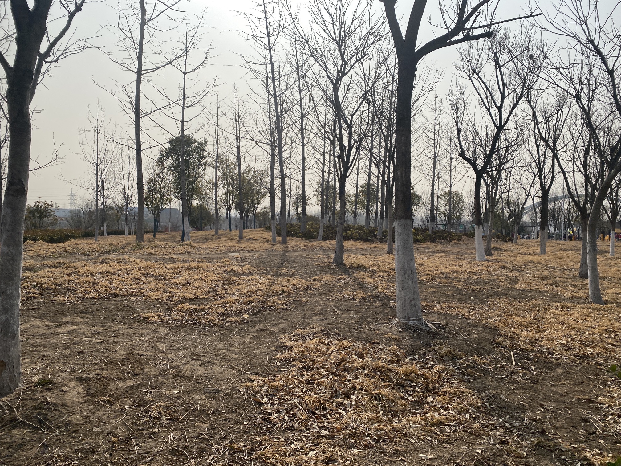 大吴街道滨河公园旅行图片 3