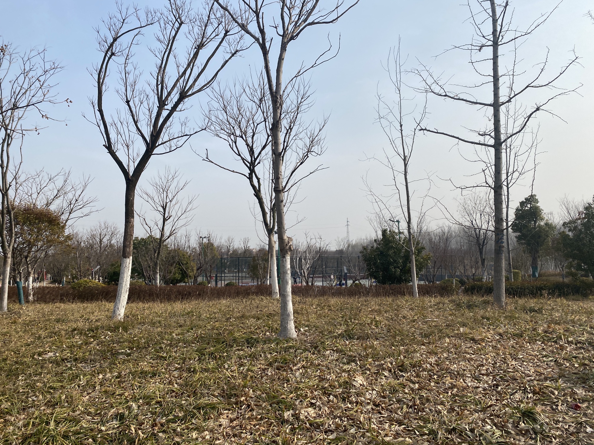 大吴街道滨河公园旅行图片 2