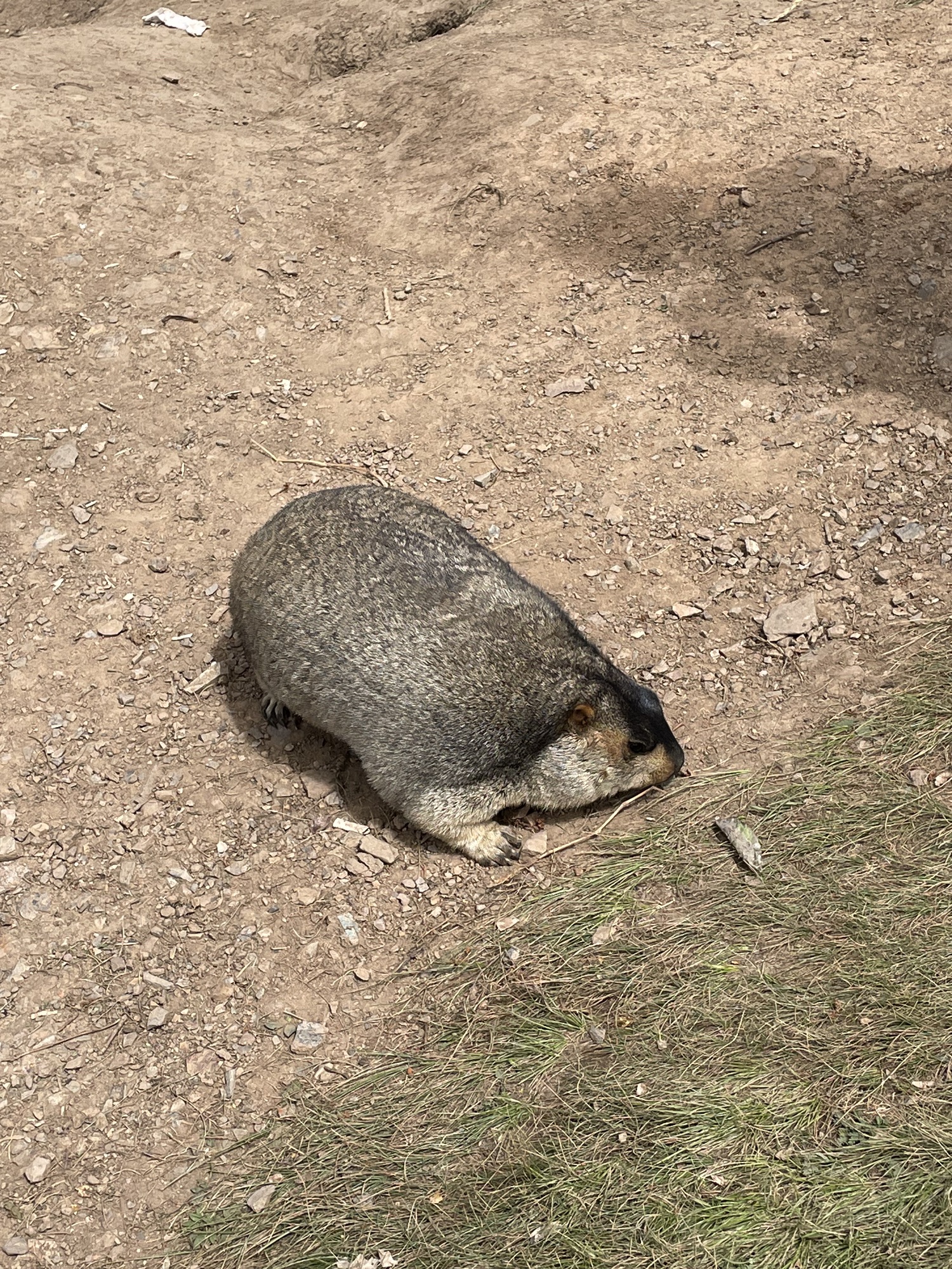 药王山野生旱獭生息园旅行图片 3