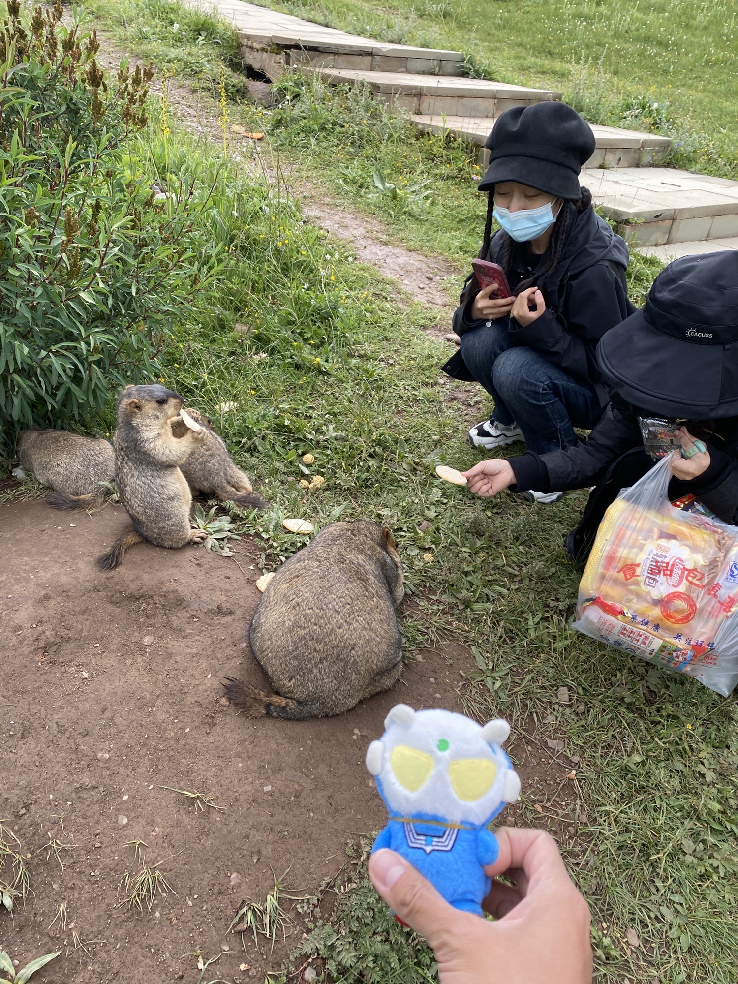 药王山野生旱獭生息园旅行图片 1