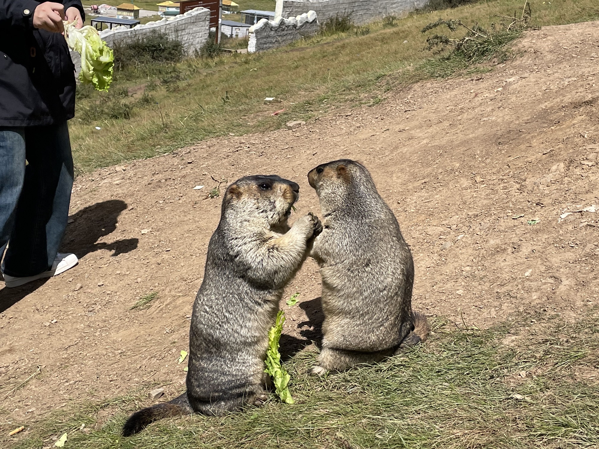 药王山野生旱獭生息园旅行图片 1