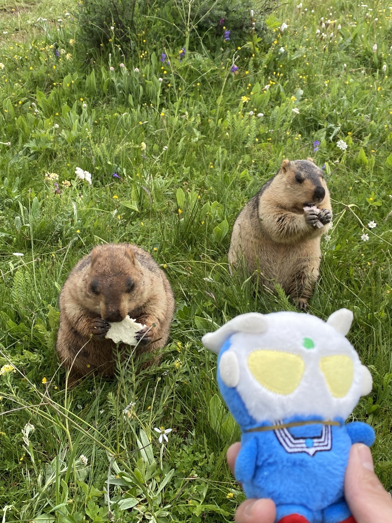 药王山野生旱獭生息园旅行图片 2