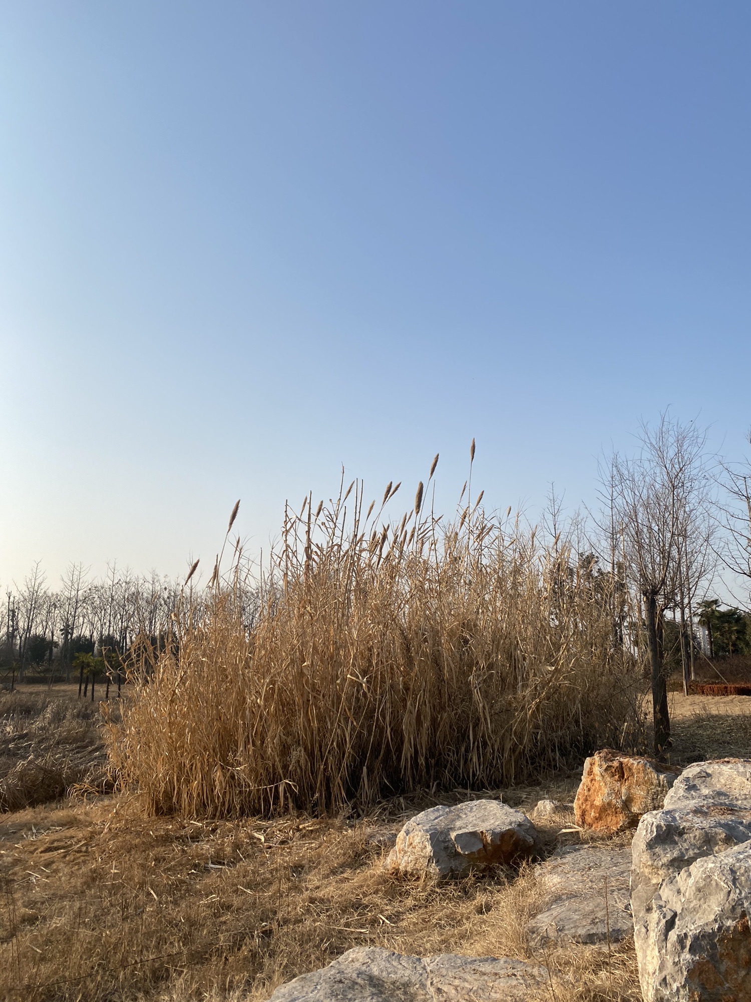 吉祥湖公园旅行图片 1