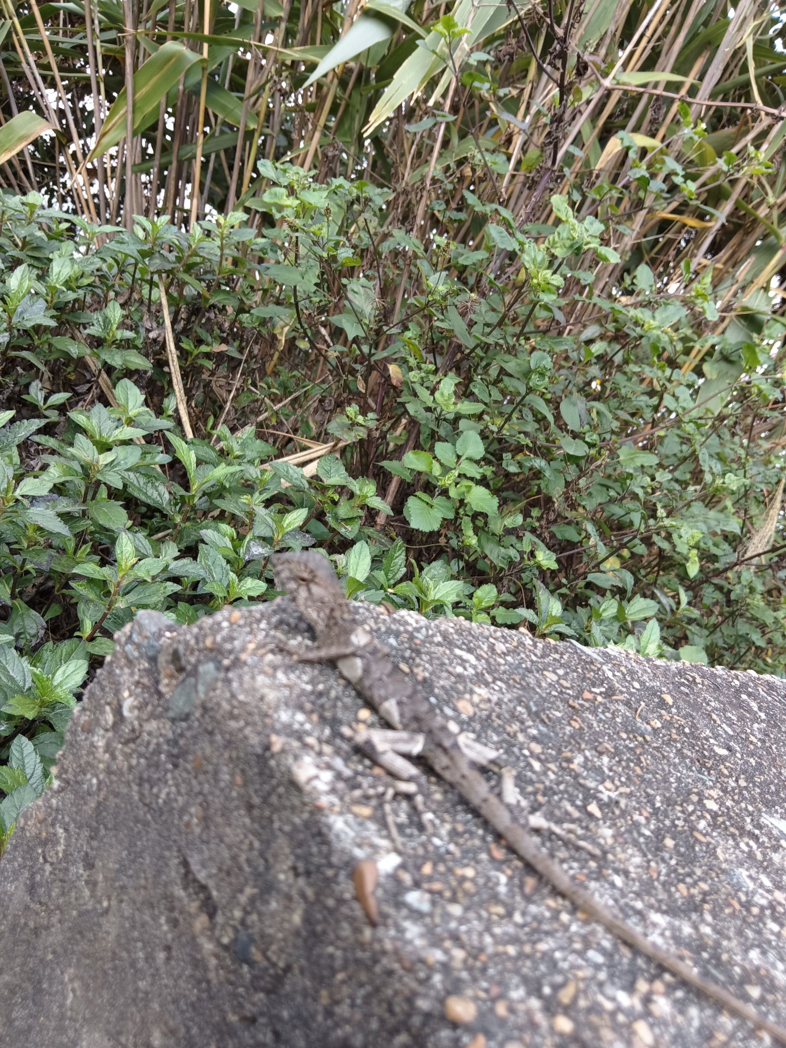 宝华公园旅行图片 2
