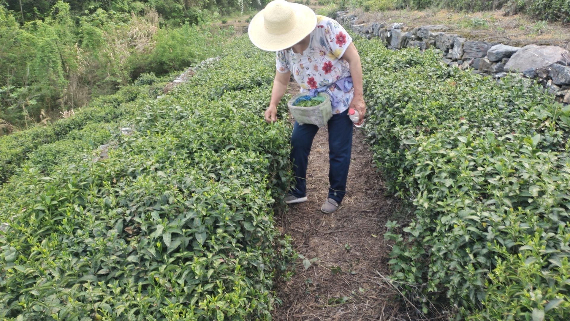 得胜公园旅行图片 2