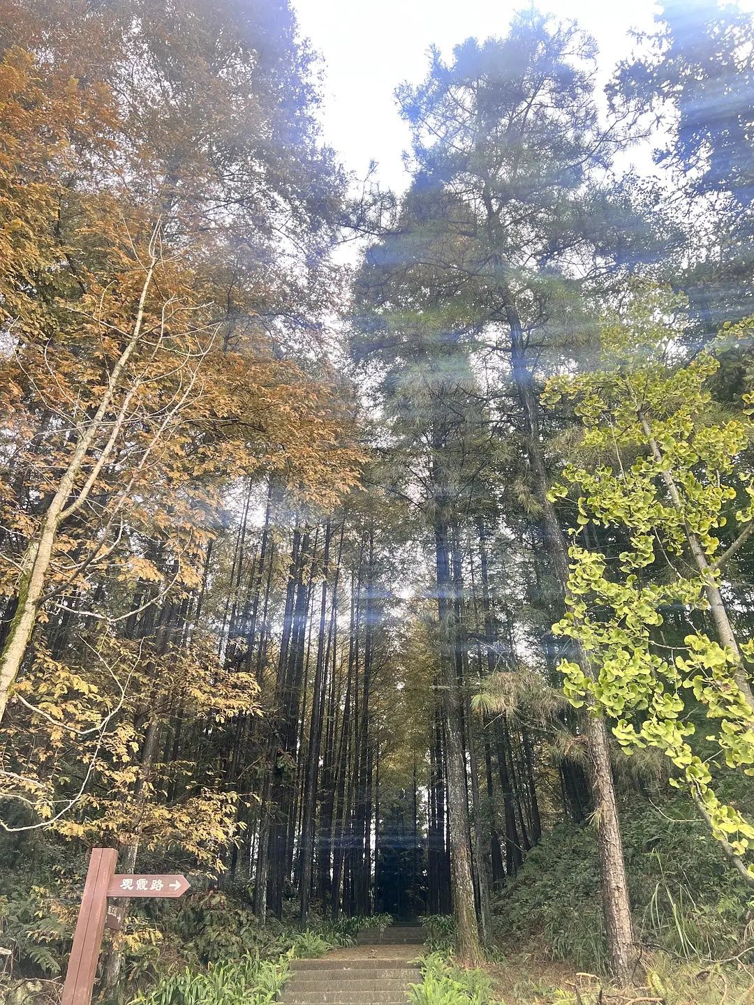 重庆市南天门森林公园旅行图片 1
