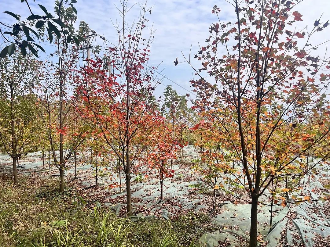 重庆市南天门森林公园旅行图片 2