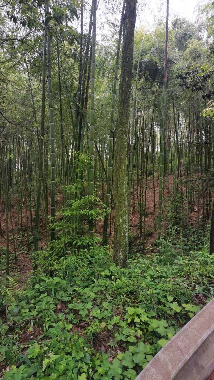 重庆市南天门森林公园旅行图片 1