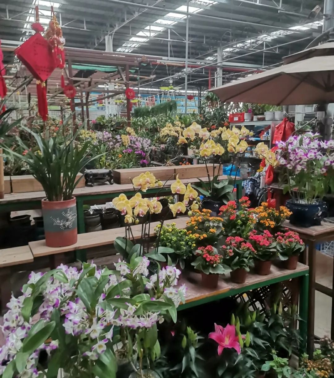 湛江花卉市场