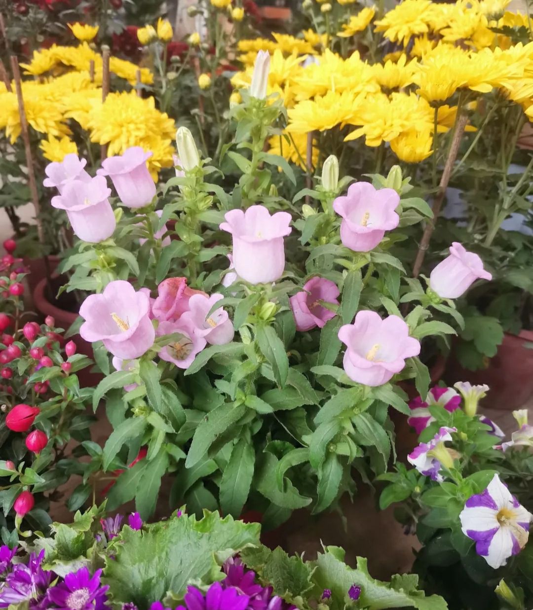 湛江花卉市场